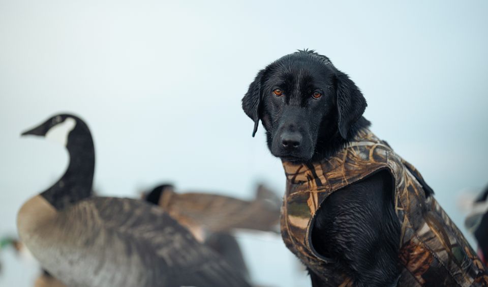 Black lab in a hunting vest with Canada geese