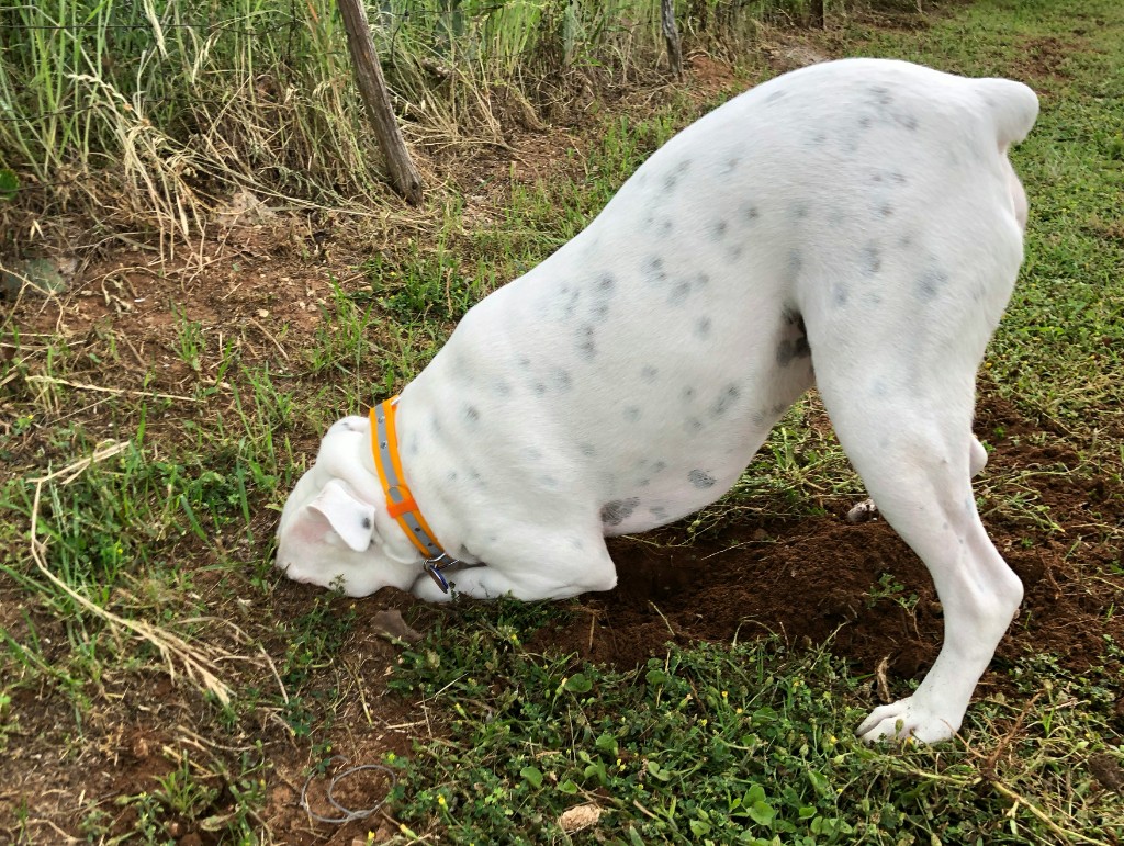 White spotted dog digging a hole in the yard