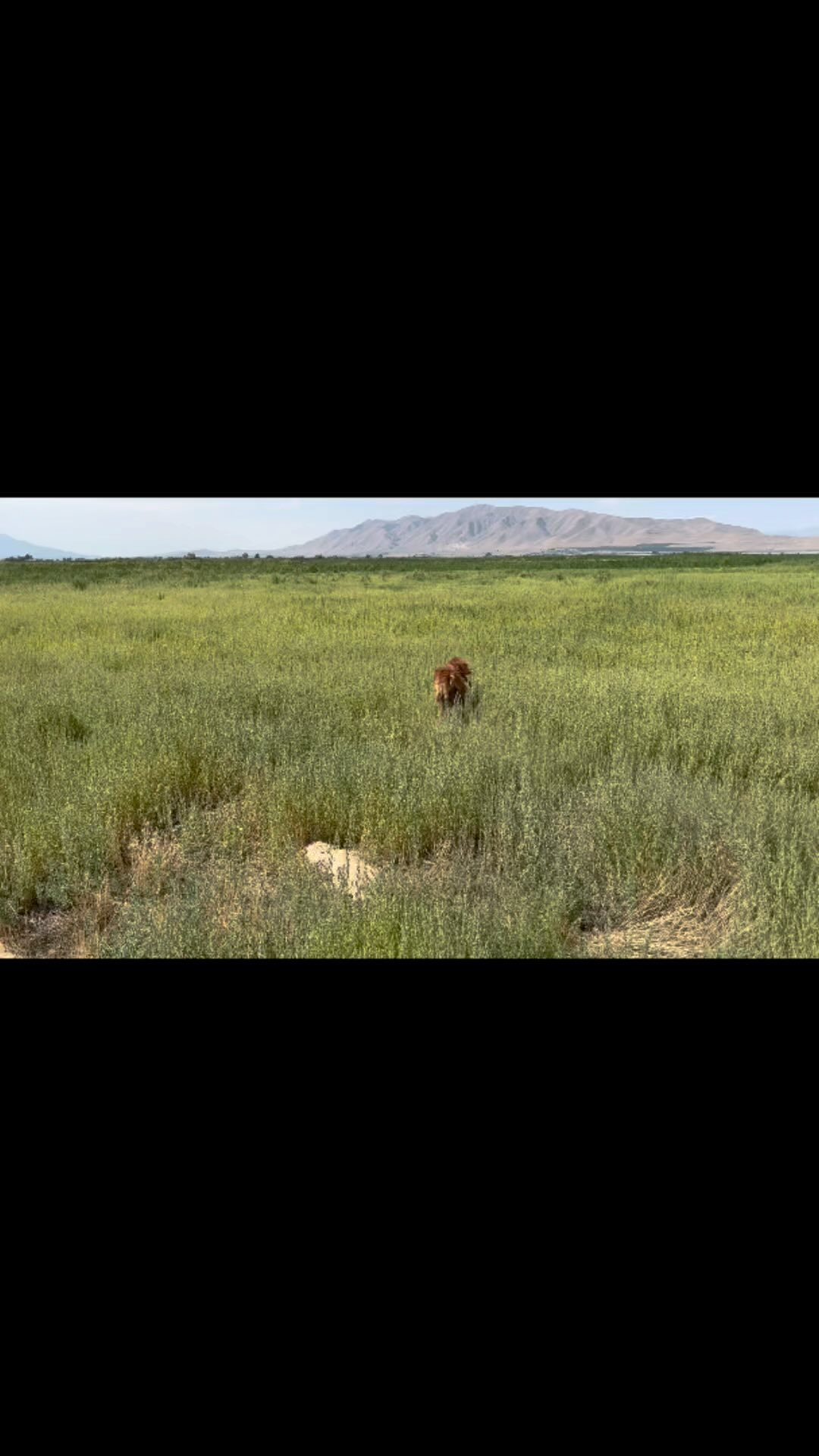 Episode 11 — The Bird Dog Podcast