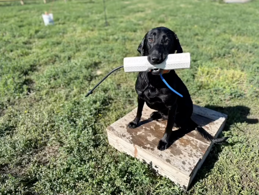 Episode 46 — The Bird Dog Podcast