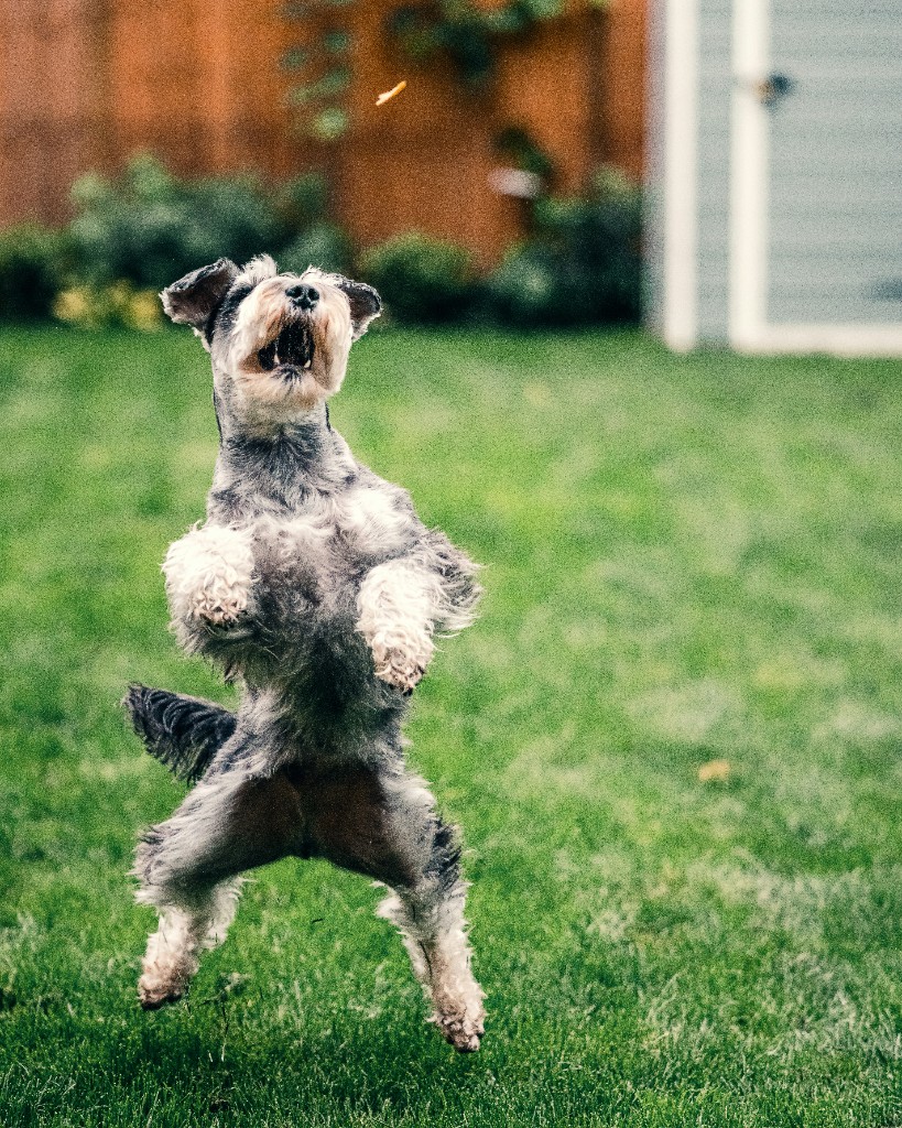Miniature schnauzer jumping in a grassy backyard