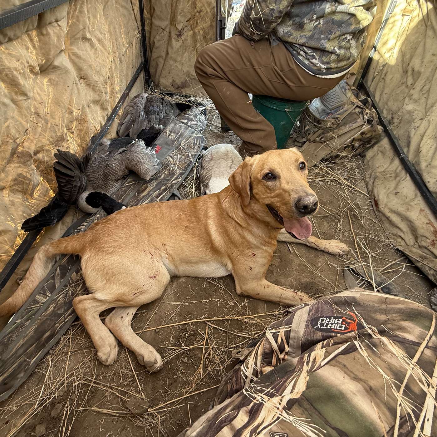 Why Good Dogs Fall Apart on Opening Morning