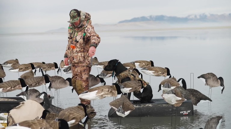 Bird hunting at dawn